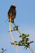 Straw-tailed Whydah