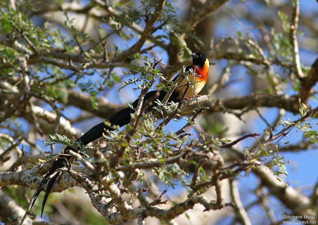 Long-tailed Paradise Whydah male adult