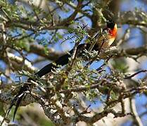 Long-tailed Paradise Whydah