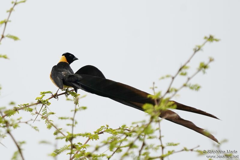 Long-tailed Paradise Whydah male adult
