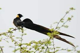 Long-tailed Paradise Whydah