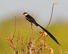 Pin-tailed Whydah