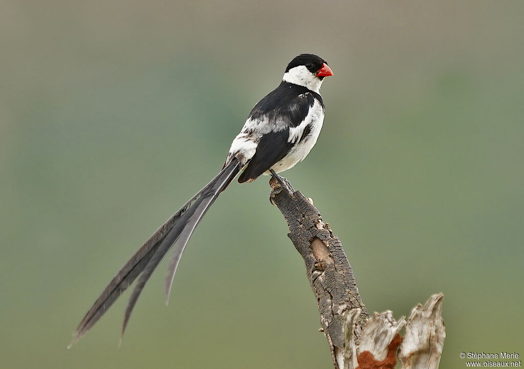 Pin-tailed Whydah male adult breeding