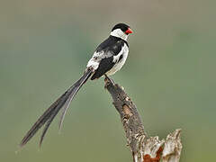 Pin-tailed Whydah