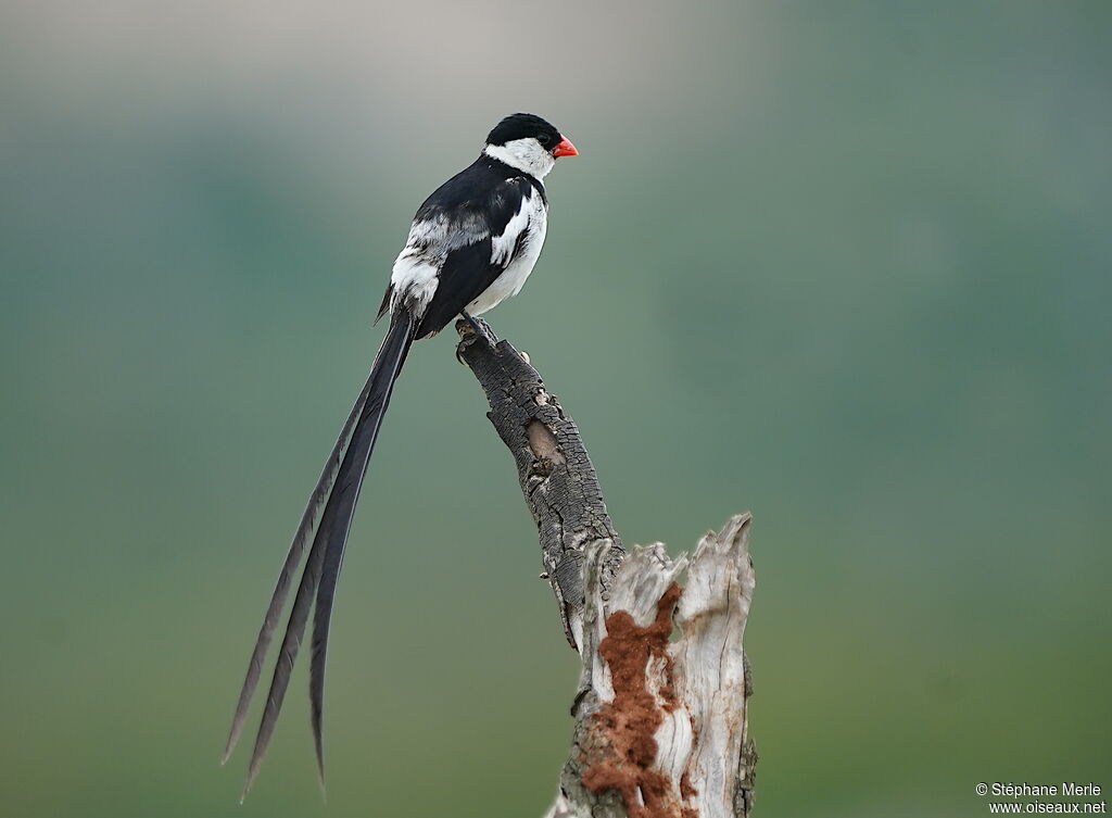 Pin-tailed Whydah male adult