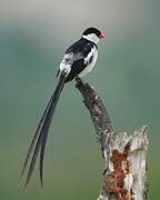 Pin-tailed Whydah