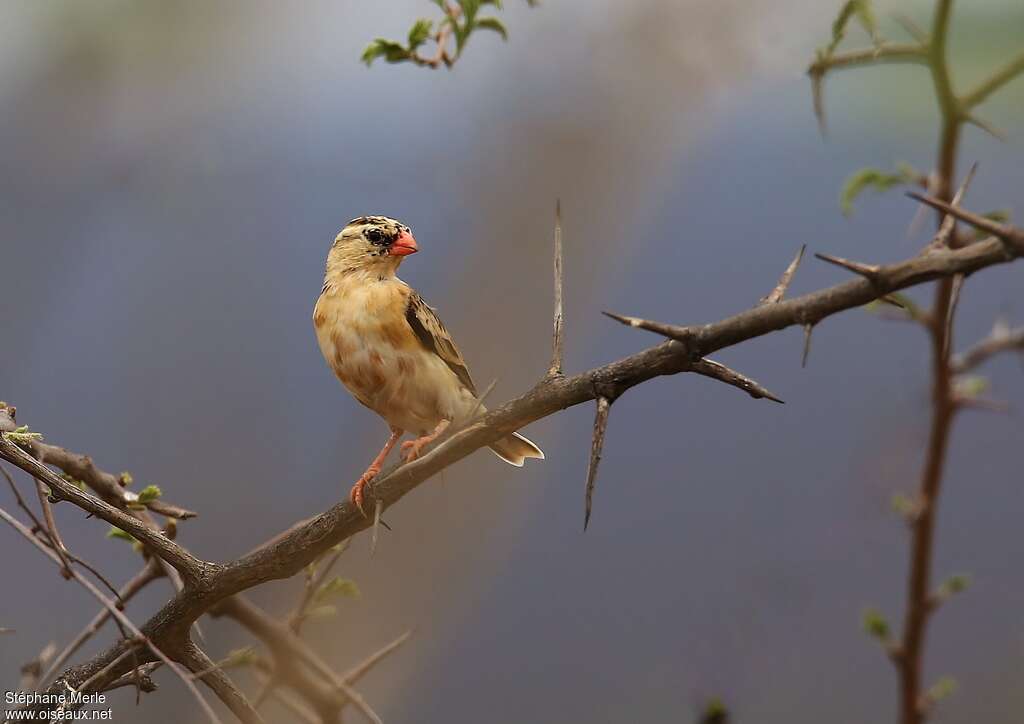 Shaft-tailed Whydah male adult post breeding, identification