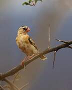 Shaft-tailed Whydah