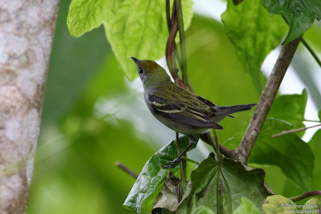 Yellow-throated Vireoadult