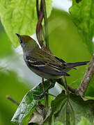 Yellow-throated Vireo