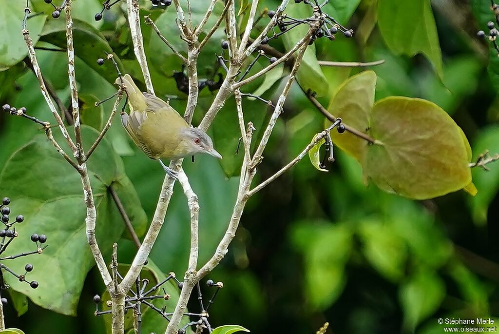 Red-eyed Vireoadult