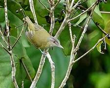 Red-eyed Vireo