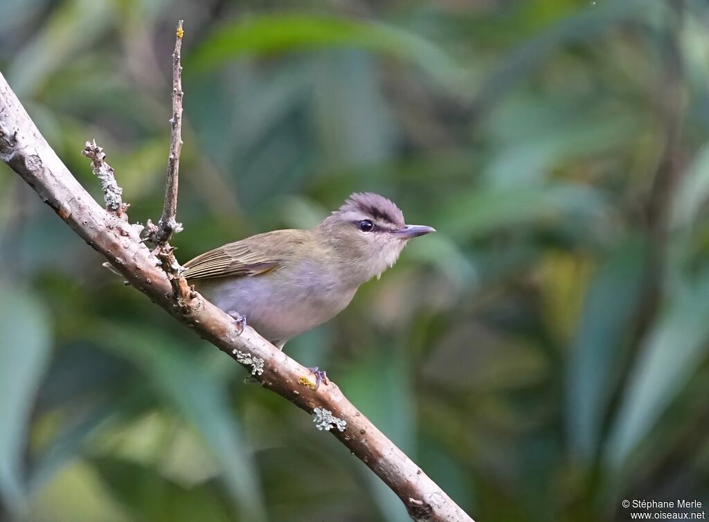 Chivi Vireoadult
