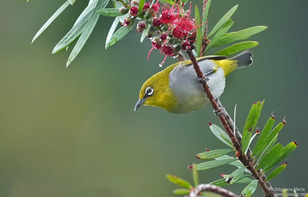 Zostérops de Swinhoe