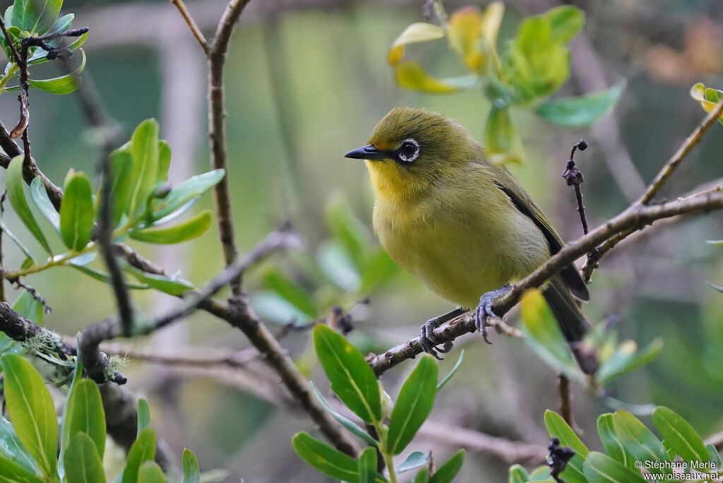 Cape White-eyeadult