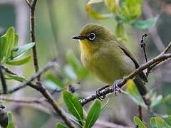 Cape White-eye