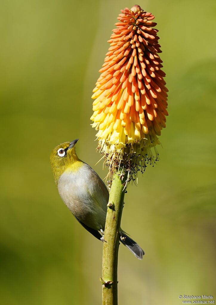 Cape White-eyeadult