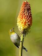 Cape White-eye