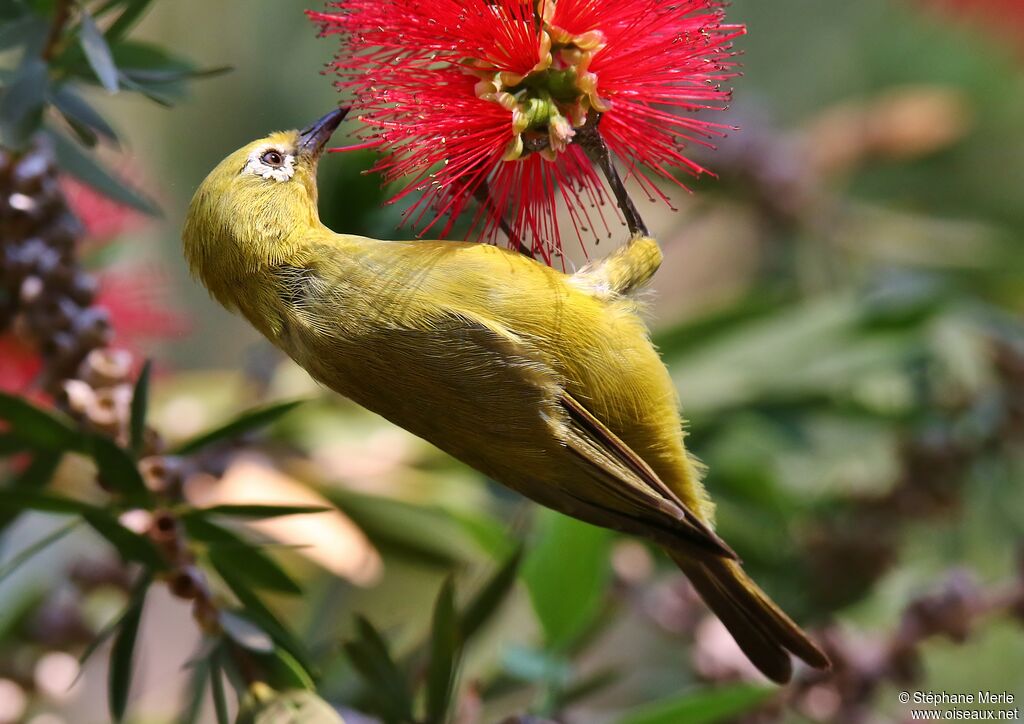 Southern Yellow White-eyeadult, feeding habits