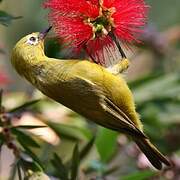 Southern Yellow White-eye