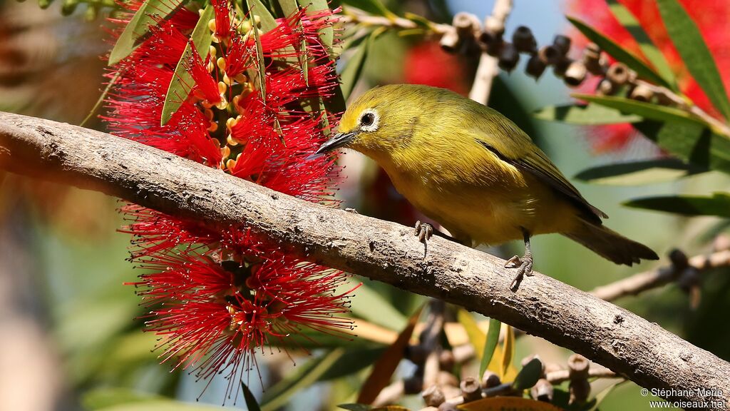 Southern Yellow White-eye