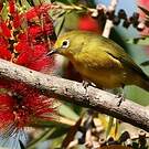 Zostérops jaune du Sud