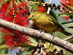 Southern Yellow White-eye