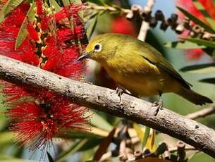 Zostérops jaune du Sud