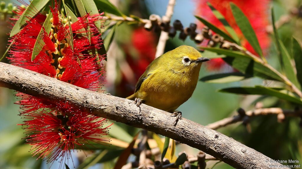 Southern Yellow White-eye