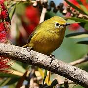 Southern Yellow White-eye