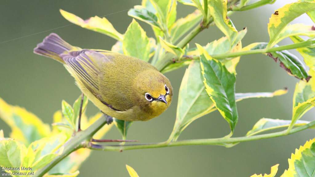 Northern Yellow White-eyeadult