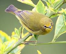 Northern Yellow White-eye