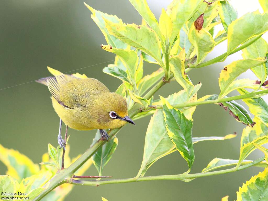 Northern Yellow White-eye