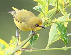 Northern Yellow White-eye