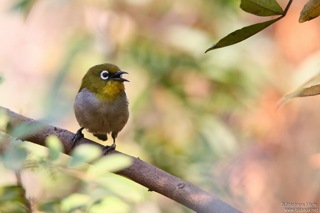 Malagasy White-eyeadult