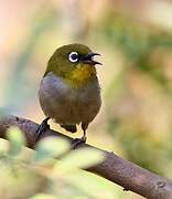 Malagasy White-eye