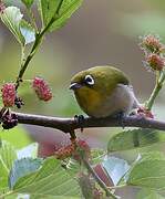 Malagasy White-eye