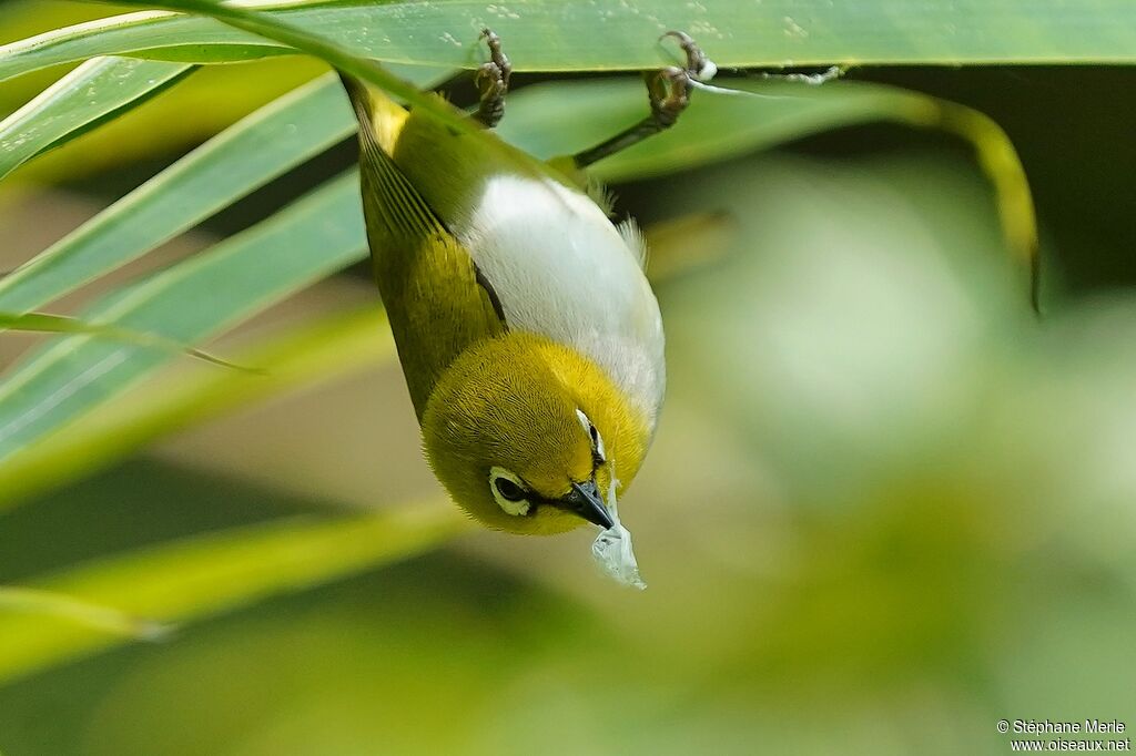 Indian White-eyeadult