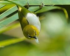 Indian White-eye