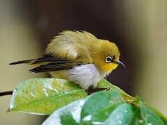 Indian White-eye