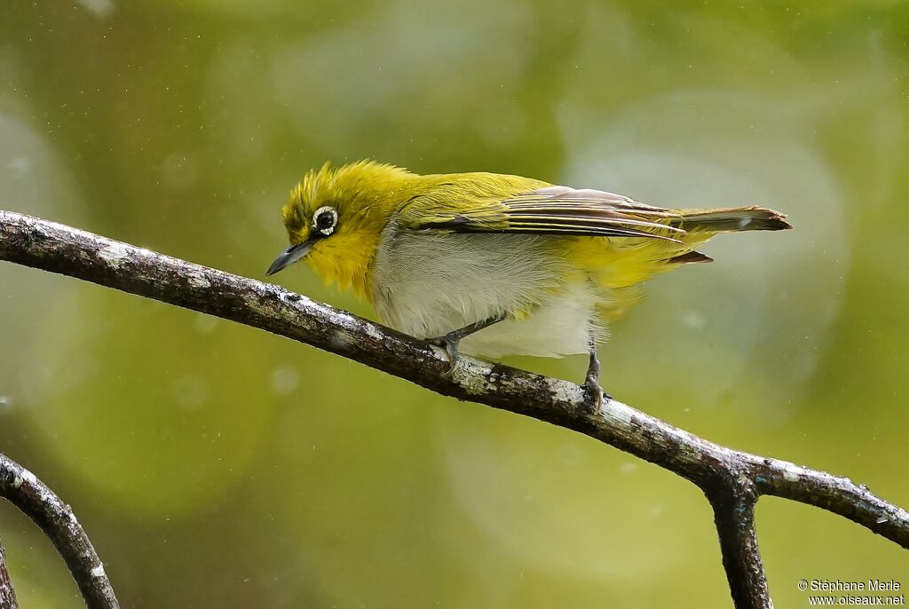 Indian White-eye