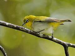 Indian White-eye