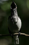 Bearded Bellbird