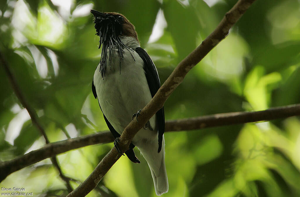 Bearded Bellbird male adult breeding