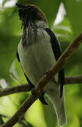 Bearded Bellbird