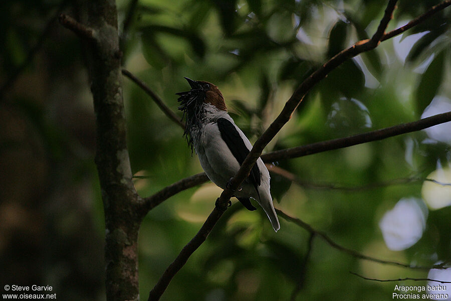 Bearded Bellbird male adult breeding