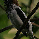 Araponga barbu