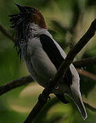 Bearded Bellbird