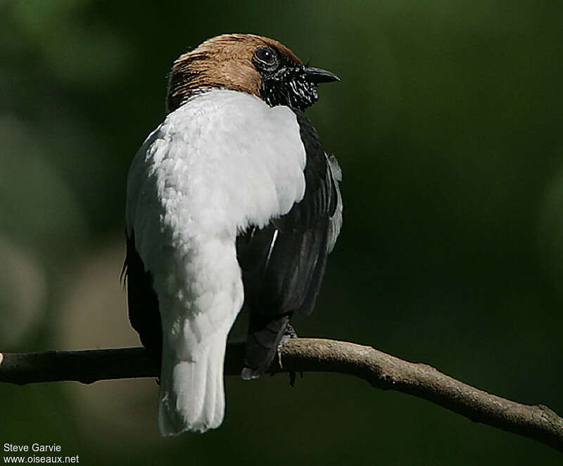 Bearded Bellbird male adult breeding