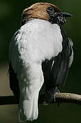 Bearded Bellbird